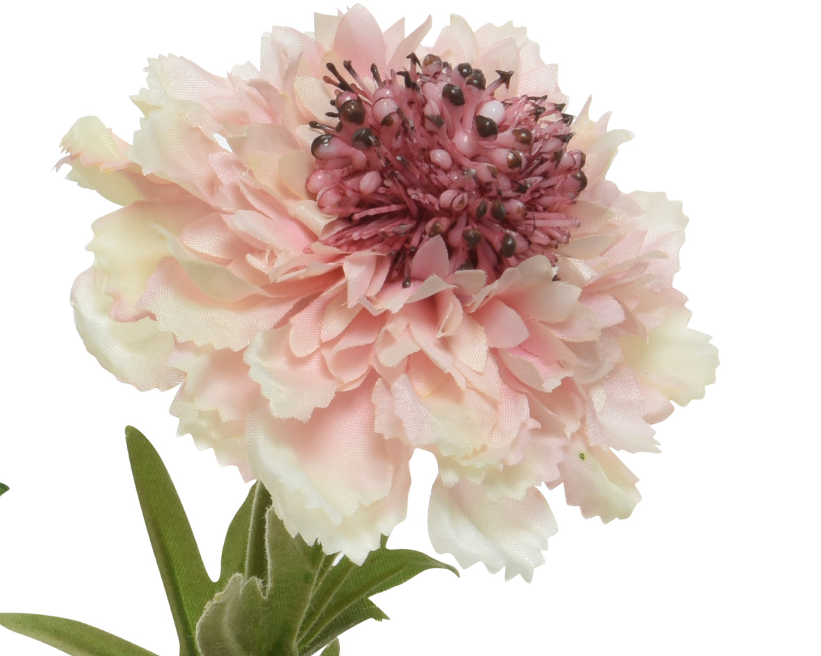 Blüten am Stiel - rosa K804065