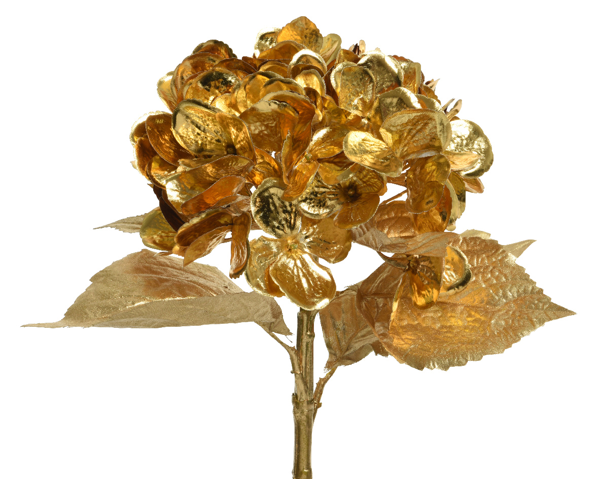 Hortensie - Gold
